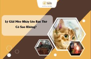 Lý Giải Mèo Nhảy Lên Bàn Thờ Có Sao Không?